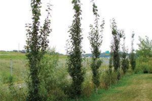 Populus Tremula Erecta