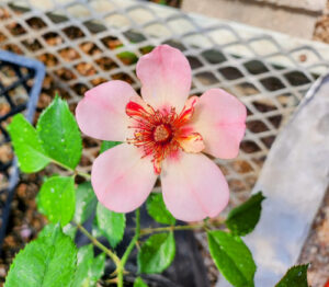 Rosa Flower Carpet™ Fragrant Shrub 'Peach'