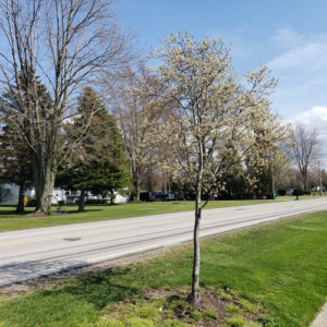 Amelanchier canadensis Spring Glory™