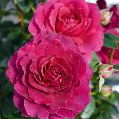 Rosa Flower Carpet™ Fragrant Shrub 'Berry'