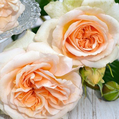Rosa Flower Carpet™ Fragrant Shrub 'Champainge'