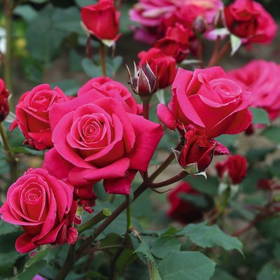 Rosa Flower Carpet™ Fragrant Shrub 'Lipsick'