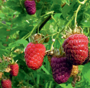 Rubus 'Brandywine'