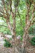 Betula nigra 'Cully' Heritage