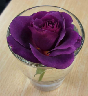 Rosa Flower Carpet™ Fragrant Shrub 'Purple'