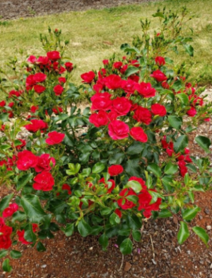 Rosa Flower Carpet™ Fragrant Shrub 'Mini Cherry'