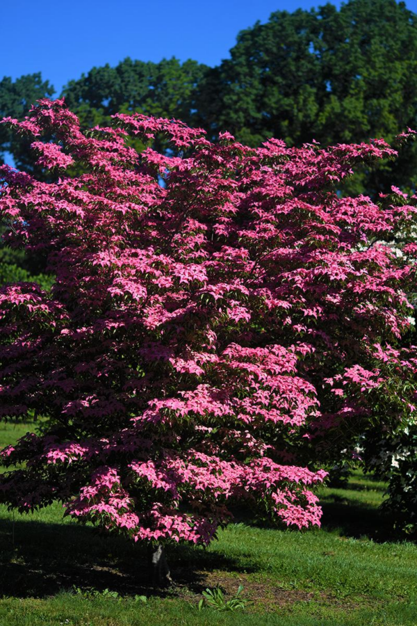 Cornus kousa 'Rutpink' Scarlet Fire®