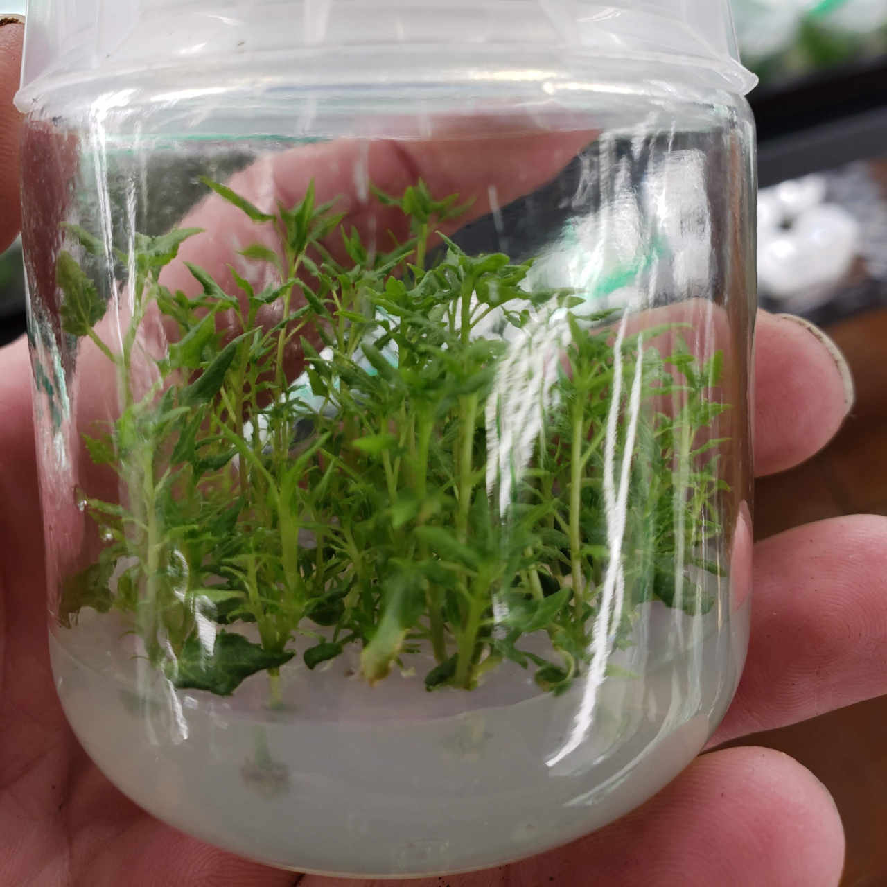 Lots of little plants in a jar