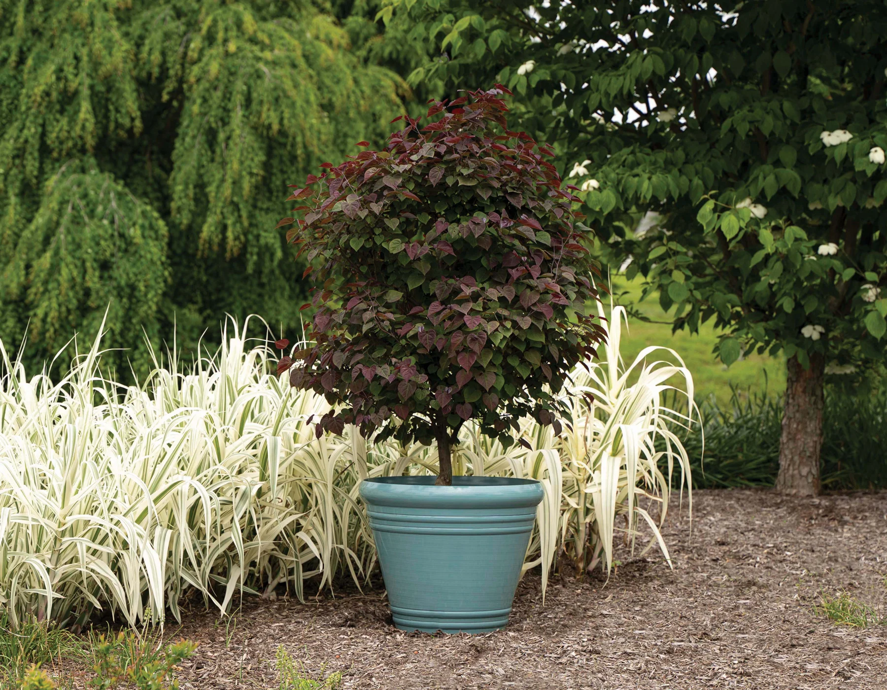 Cercis canadensis Garden Gems® Amethyst