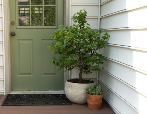 Cercis canadensis Garden Gems® Emerald