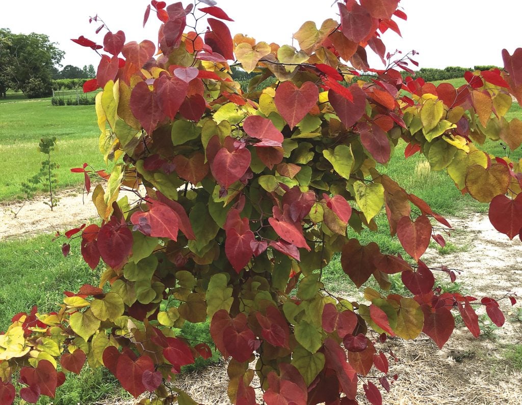 Cercis canadensis 'Flame Thrower'™