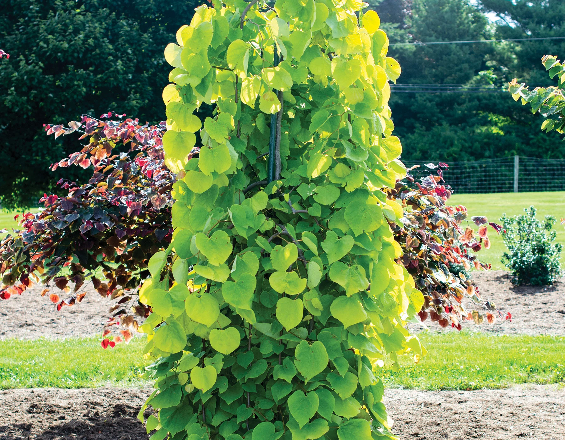 Cercis canadensis 'Golden Falls'™