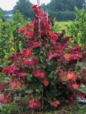Cercis canadensis "Hearts A' Fire"