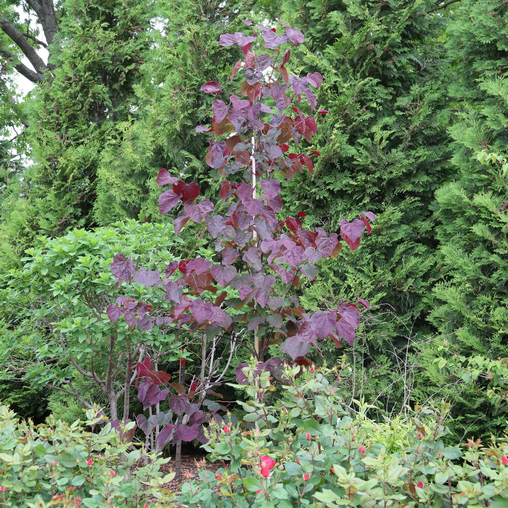 Cercis canadensis 'Midnight'™