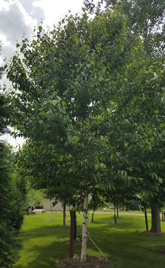 Betula papyrifera 'Oenci' Renaissance Oasis