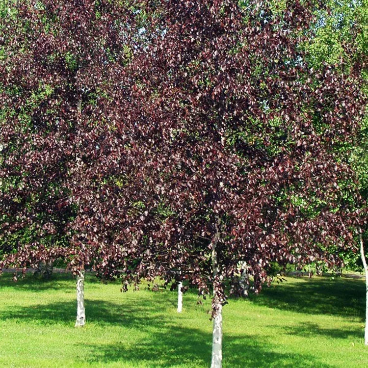 Betula populifolia ‘Royal Frost'™