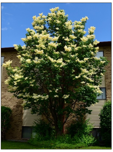 Syringa reticulata 'Summer Flare' ™