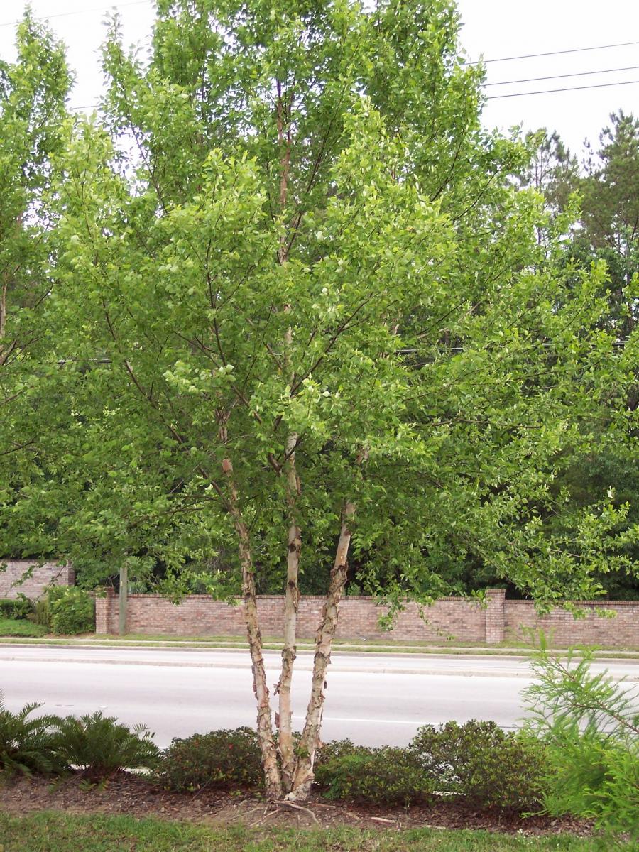 Betula nigra DuraHeat™