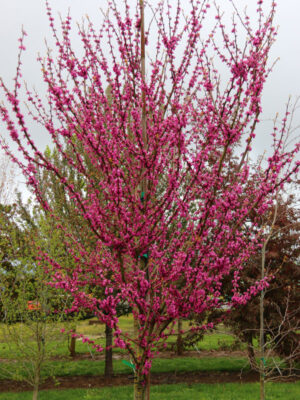 Cercis canadensis "Northern Herald"