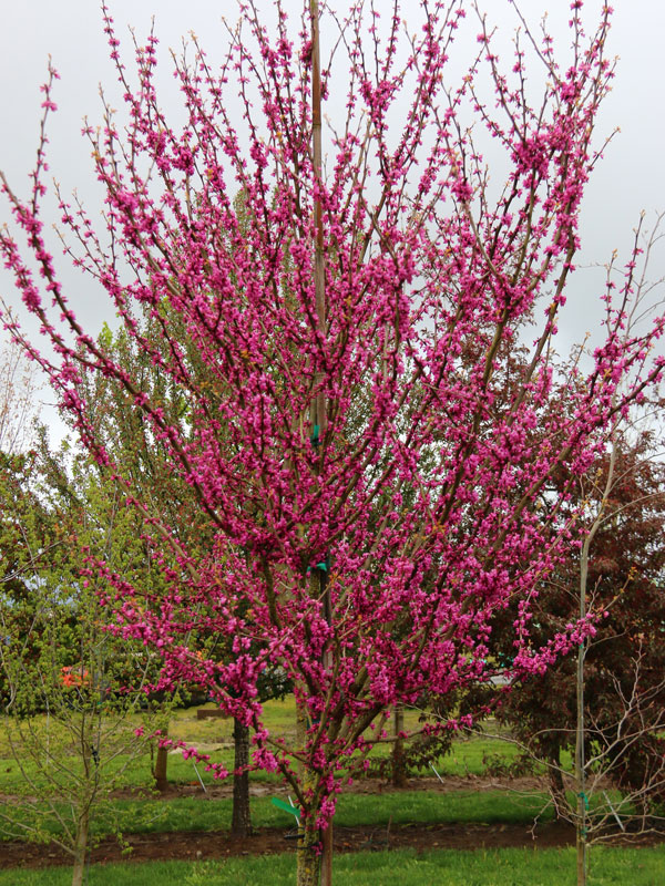 Cercis canadensis 